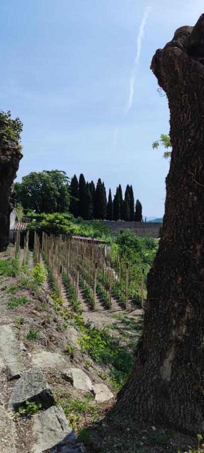 Villa Allegra Vizinada ภายนอก รูปภาพ